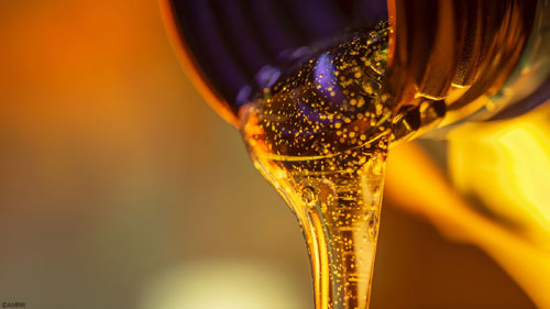 Globe Oil Lubricant Trading